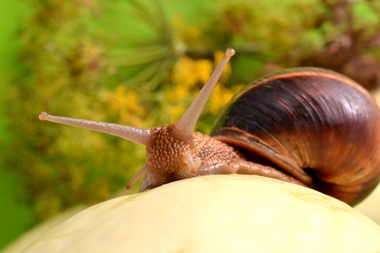 Portrait of a snail on a background of plants