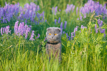 Grey british cat in the grass