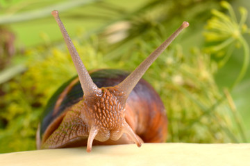 Портрет улитки на фоне растений