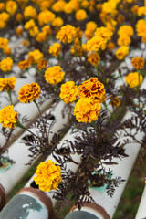 Beautiful yellow marigold flowers planted in the garden.