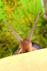 Portrait of a snail on a background of plants