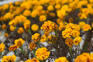 Beautiful yellow marigold flowers planted in the garden.