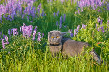 Grey british cat in the grass