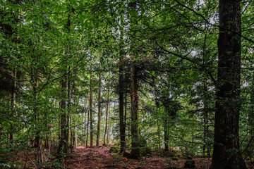 Wild forest inside view, summer time