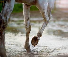 Fototapeta premium Horse after rain