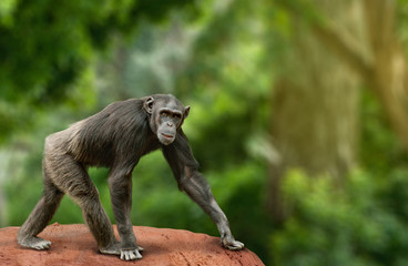 Chimpanzee walking