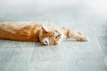 Ginger kitten having rest on a floor - 87277094