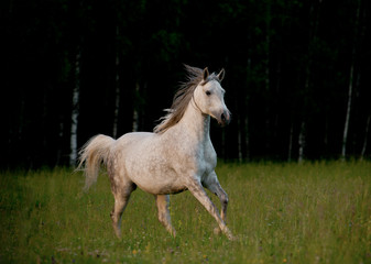 Obraz na płótnie Canvas arabian horse in forest