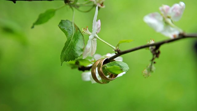 Wedding rings on apple tree branch