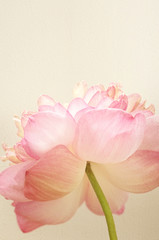 sweet color lotus in soft color and blur style on mulberry paper texture
