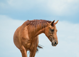 Purebred golden horse over a skies