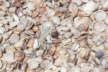 sea shells background