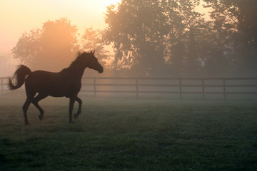Arabisch paard draaft in mist - Een Arabisch paard draaft rond zijn weiland in de ochtendmist.