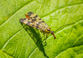 Scorpionfly in between leaves.