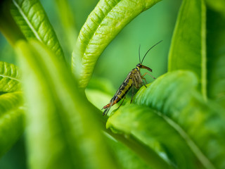 Scorpionfly in between leaves.