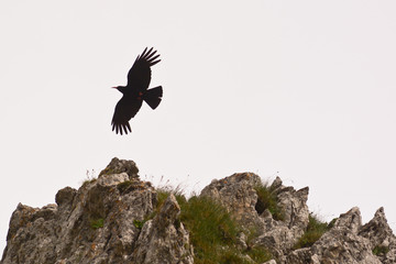 gracchio corallino (Pyrrhocorax pyrrhocorax) - silhouette in vol