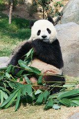 Fototapeta premium Panda jedząca bambus