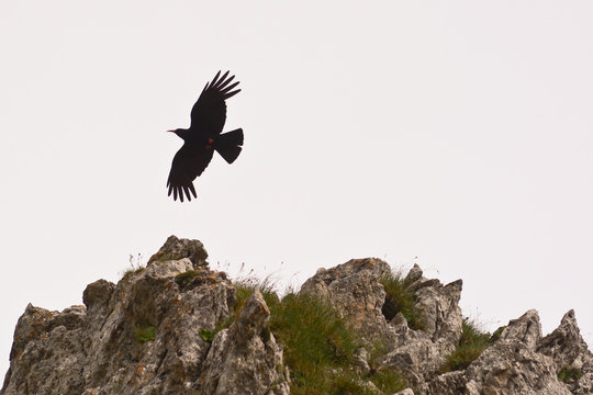 gracchio corallino (Pyrrhocorax pyrrhocorax) - silhouette in vol