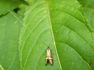Male Longhorn Moth