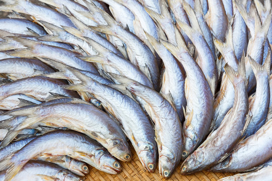 Salted threadfin fish