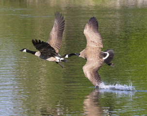 A Canadian goose chasing another goose