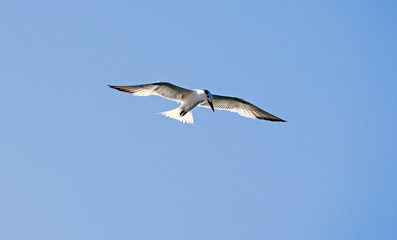 Caspian Tern