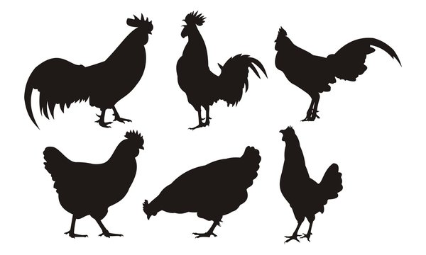 Set of vector rooster silhouettes on the white background. Rooster And Hen