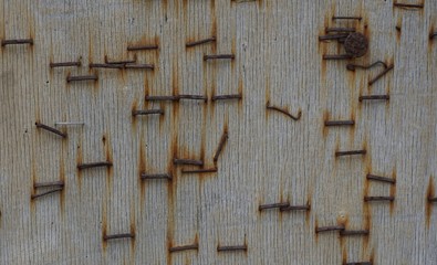 rostige Tackernägel auf Holzplatte