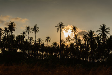 Obraz premium Coconut tree at sunset.