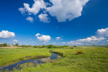 green grass, river, clouds  and cows