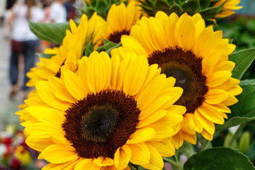 SunFlowers on sale in Las Ramblas boulevard Barcelona Catalonia Spain