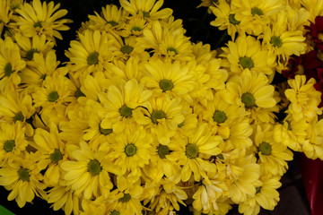 Beautiful yellow cut flowers sold on outdoor flower shop