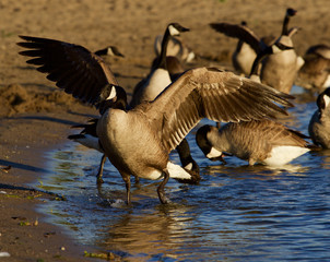 Canada goose shows his beautiful wings