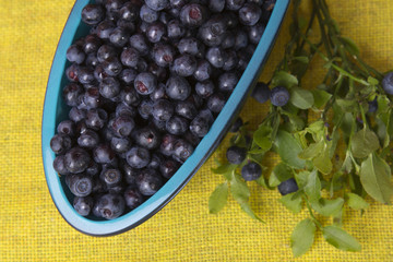 Blueberries in bowl
