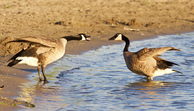 Funny expressive talk between two Canada geese