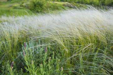 field of feather grass under the blue sky