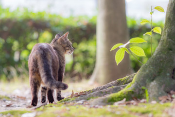 緑の中ののらねこ