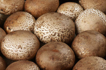 Fototapeta na wymiar Brown cap mushrooms