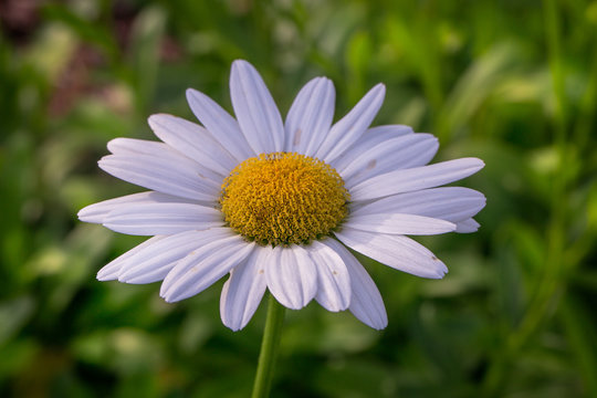 Single white daisy