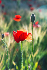 Obraz premium 양귀비