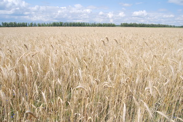 пшеница поле