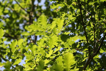 The foliage of trees in the sun