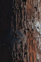 Wood Pole Texture