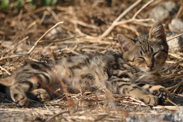 gatto