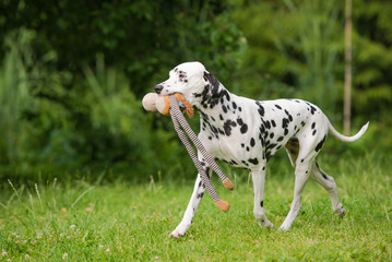 dalmatian dog carrying a toy - obrazy, fototapety, plakaty