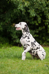 happy dalmatian dog sitting outdoors
