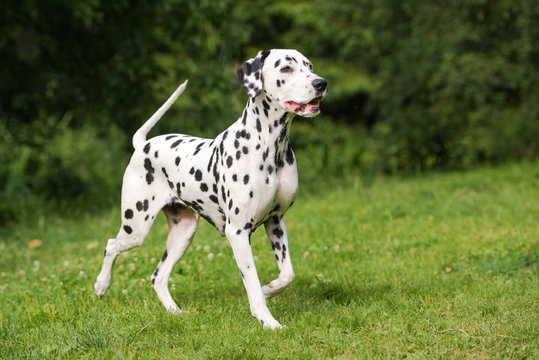 dalmatian dog walking outdoors in summer