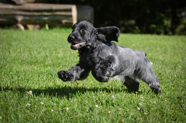 puppy running