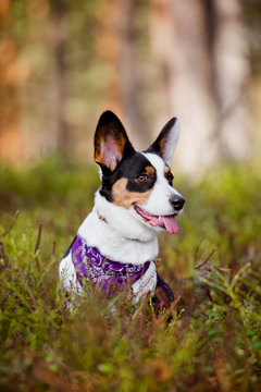 welsh corgi dog sitting outdoors