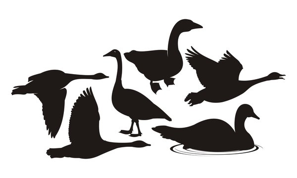 vector silhouette geese on white background